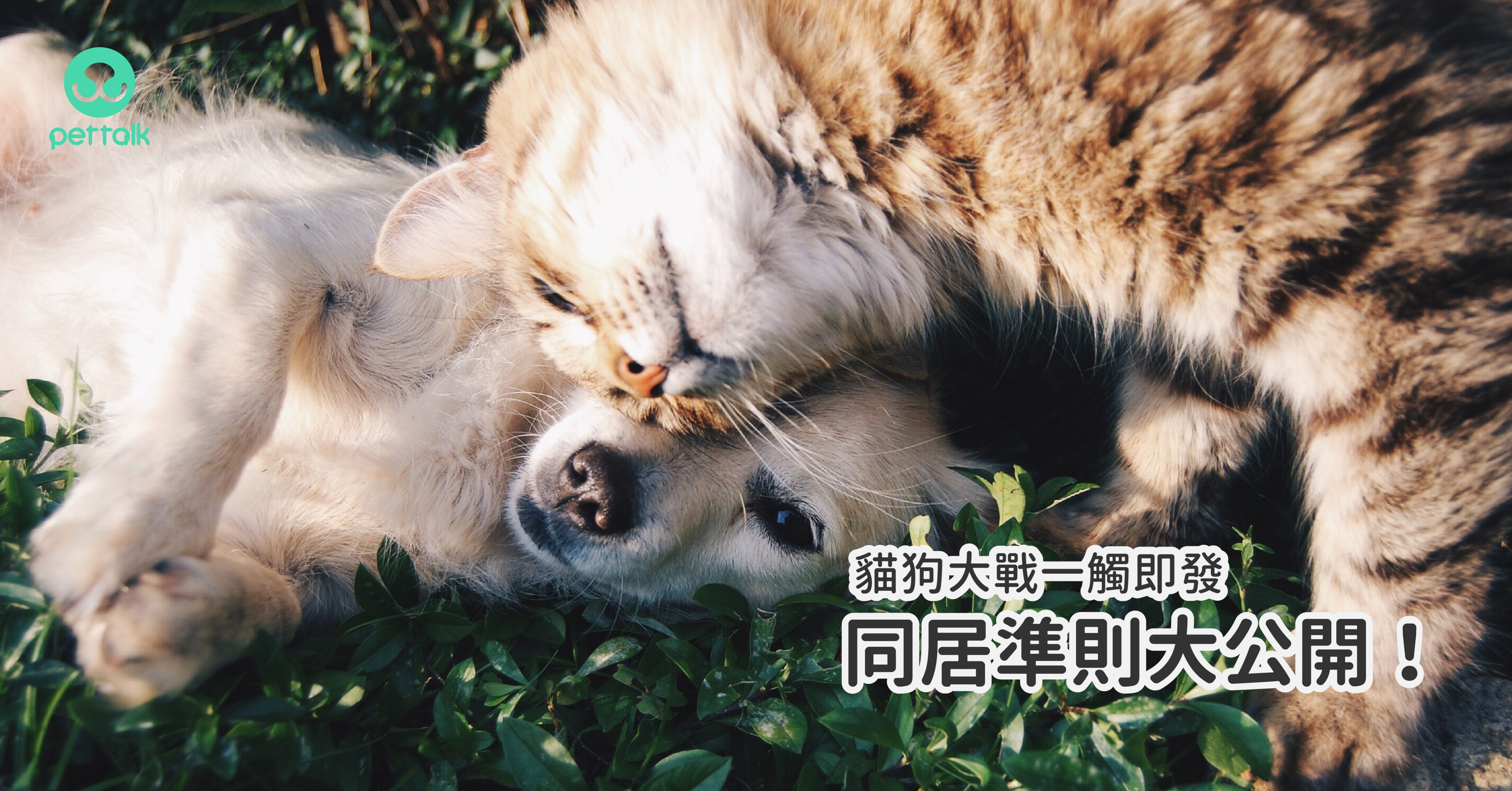 銀幕上的寵物競爭