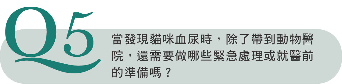 貓咪看起來好好的，為什麼又忽然血尿了？｜專業獸醫u2014陳郁晴 PetTalk 