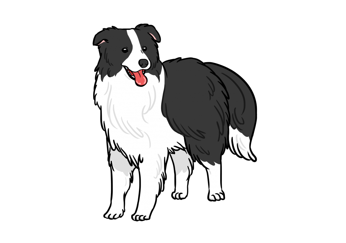 飼養前請先認識我 中型犬介紹 下集 說寵物