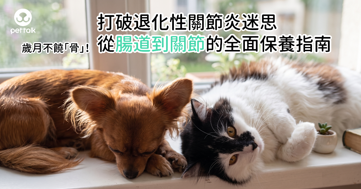 歲月不饒「骨」！打破退化性關節炎迷思，從腸道到關節的全面保養指南｜專業獸醫—林孟潔