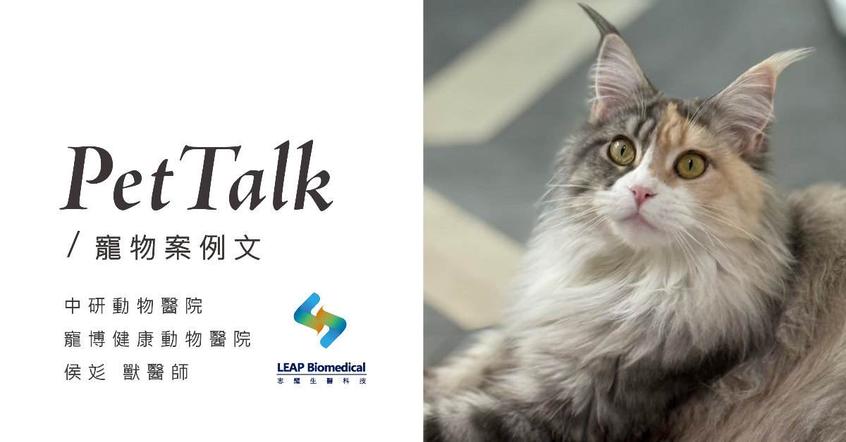 【寵物案例分享】品種犬貓要特別注意，從一隻品種貓發現早期腎臟病的風險與管理｜專業獸醫—侯彣