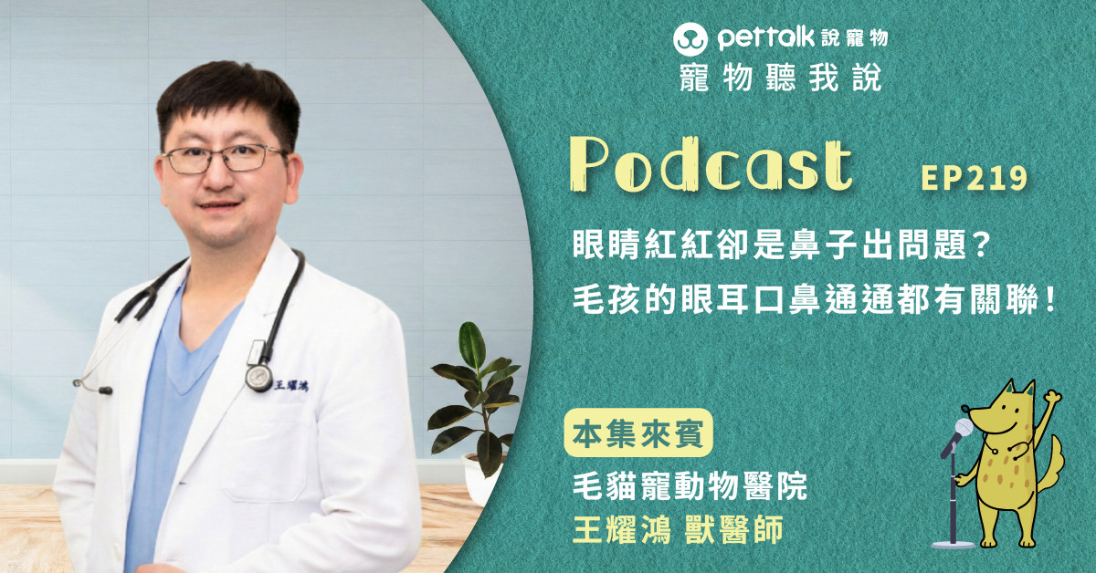 【寵物聽我說】EP219｜眼睛紅紅卻是鼻子出問題？毛孩的眼耳口鼻通通都有關聯！｜專業獸醫—王耀鴻