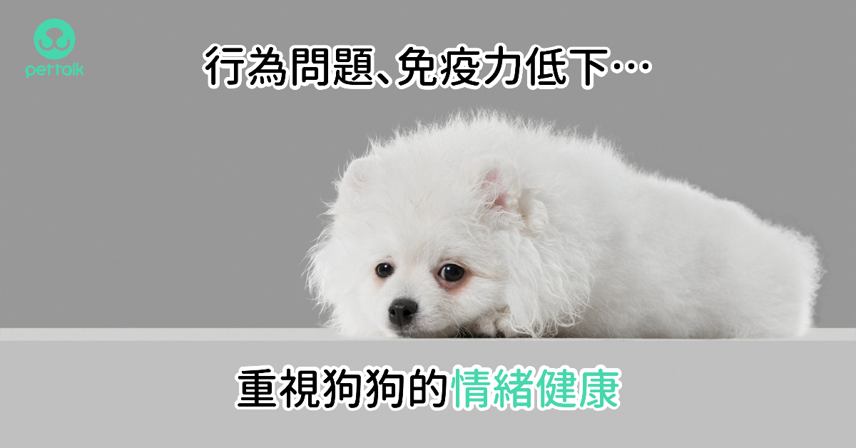 行為問題、免疫力低下…重視狗狗的情緒健康｜專業獸醫—蔡定宏