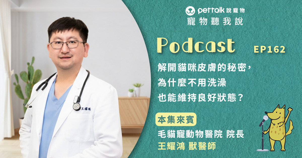 【寵物聽我說】EP162-解開貓咪皮膚的秘密，為什麼不用洗澡也能維持良好狀態？｜專業獸醫—王耀鴻