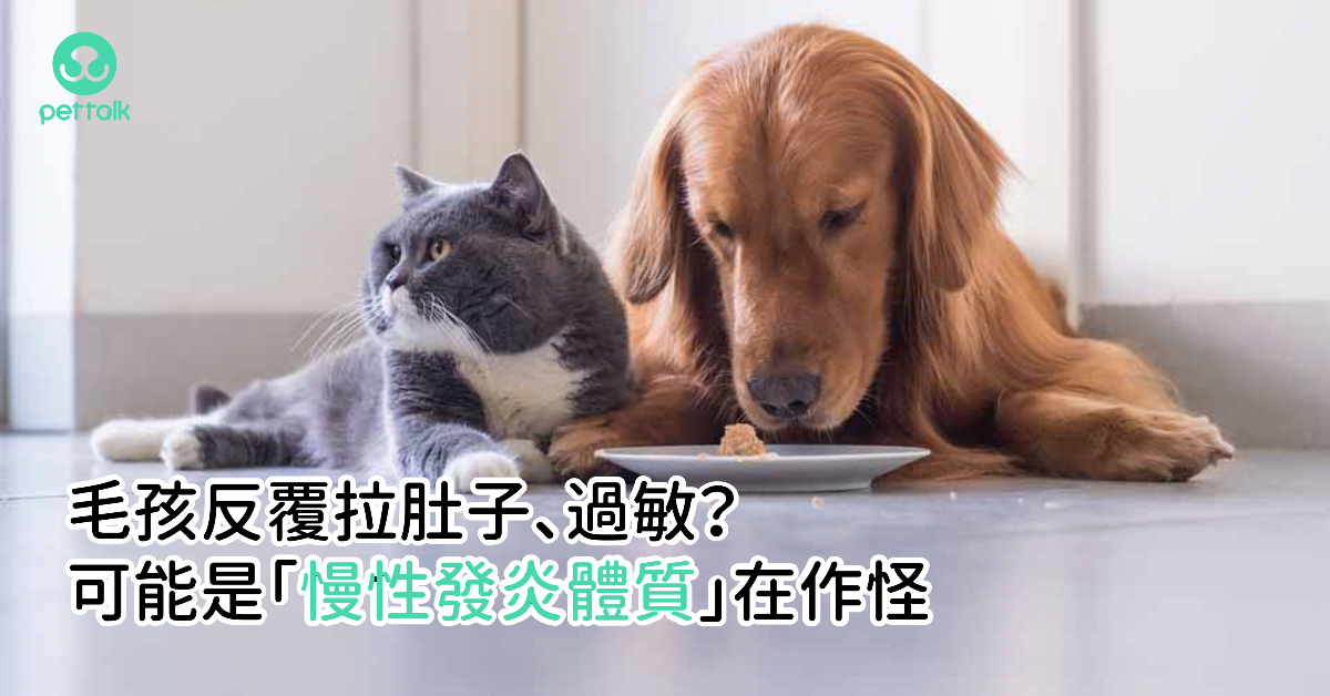 毛孩反覆拉肚子、過敏？可能是「慢性發炎體質」在作怪｜專業獸醫—林孟潔