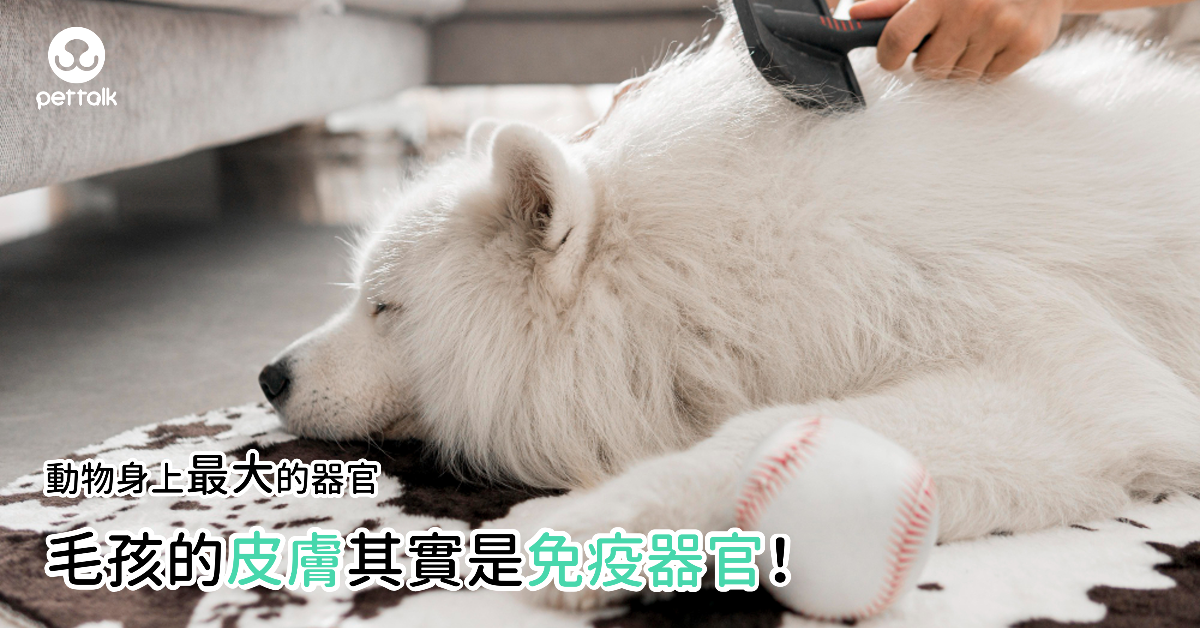 動物身上最大的器官：毛孩的皮膚其實是免疫器官！｜專業獸醫—林孟潔