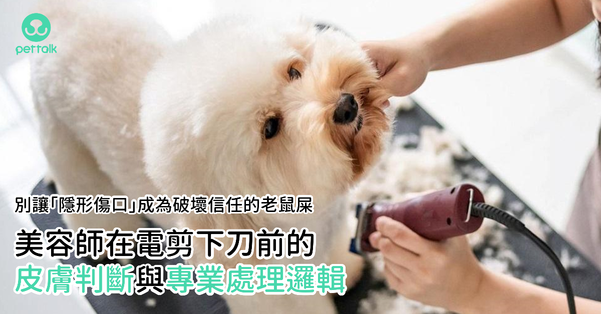 別讓「隱形傷口」成為破壞信任的老鼠屎：美容師在電剪下刀前的皮膚判斷與專業修護邏輯｜PetTalk愛寵健康談