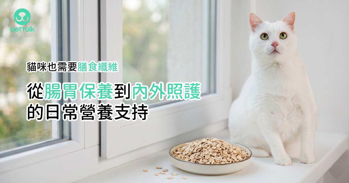 貓咪也需要膳食纖維，從腸胃保養到內外照護的日常營養支持｜專業獸醫—蔡定宏