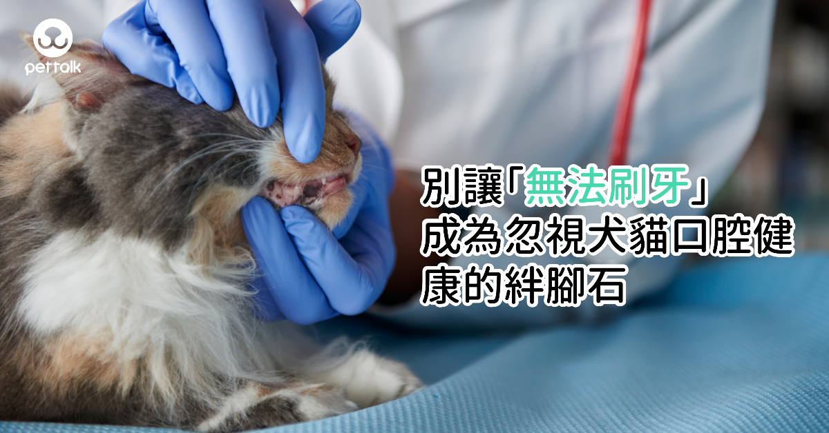 別讓「無法刷牙」成為忽視犬貓口腔健康的絆腳石｜專業獸醫—蔡定宏