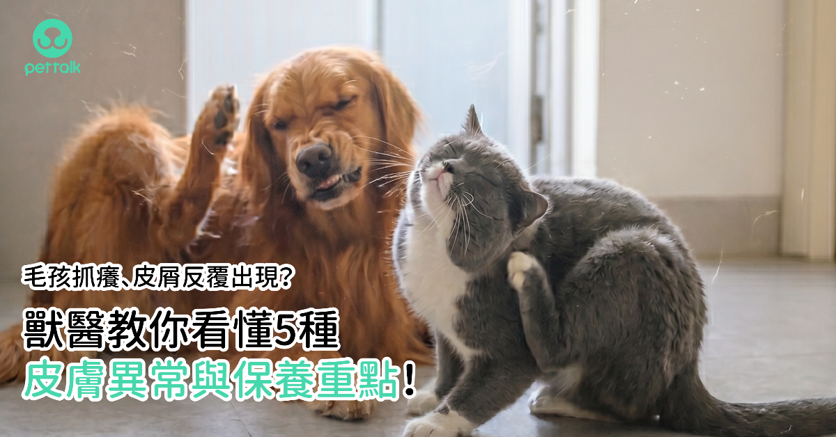 毛孩抓癢、皮屑反覆出現？獸醫教你看懂5種皮膚異常與保養重點！｜專業獸醫—林孟潔