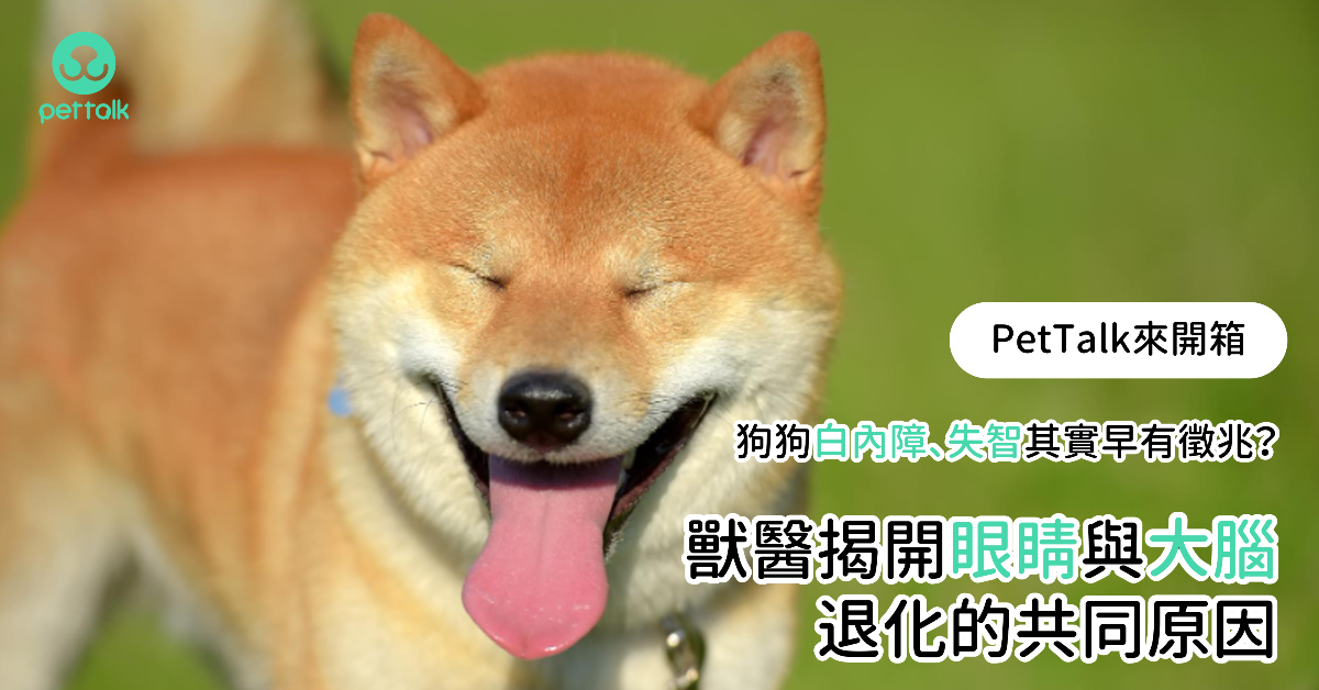 【PetTalk來開箱】狗狗白內障、失智其實早有徵兆？獸醫揭開眼睛與大腦退化的共同原因｜專業獸醫—林筱瑞