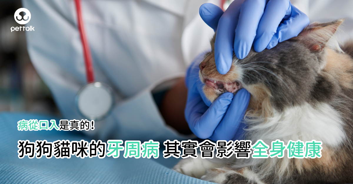 病從口入是真的！狗狗貓咪的牙周病，其實可能影響全身健康｜專業獸醫—林孟潔