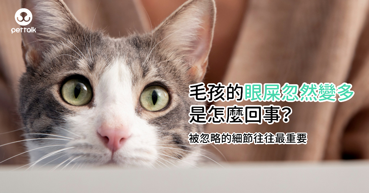 毛孩的眼屎忽然變多是怎麼回事？被忽略的細節往往最重要｜專業獸醫—林孟潔