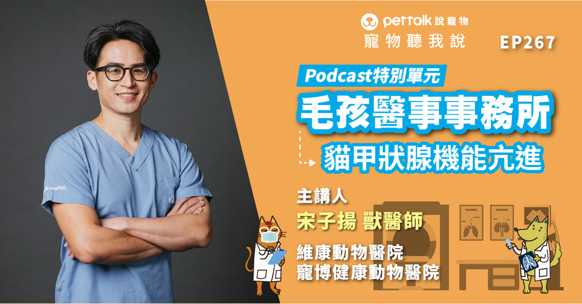 【寵物聽我說】EP267｜《毛孩醫事事務所》難不成是返老還童？淺談貓咪的甲狀腺機能亢進
