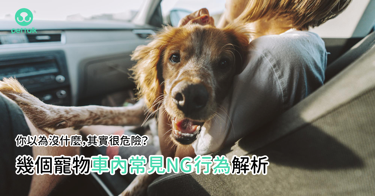 你以為沒什麼，其實很危險？幾個寵物車內常見NG行為解析｜專業獸醫—黃偉珍