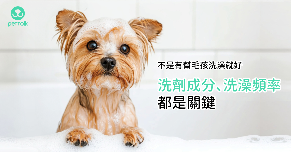 不是有幫毛孩洗澡就好，洗劑成分、洗澡頻率都是關鍵｜專業獸醫—林孟潔