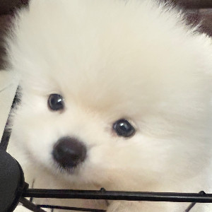 Q寶
