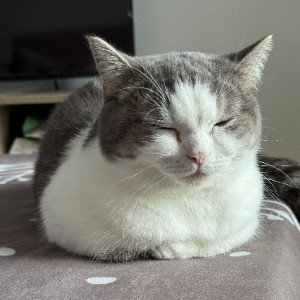 熊熊