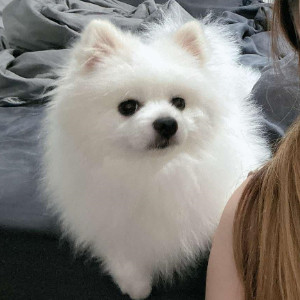 波比