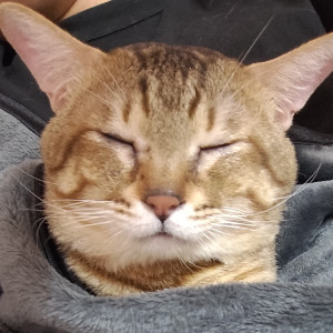 亞力