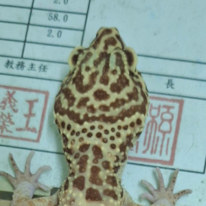 呆呆