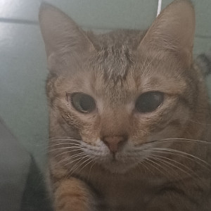 橘子