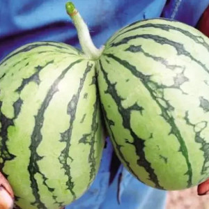 有西瓜大G