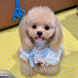 毛毛